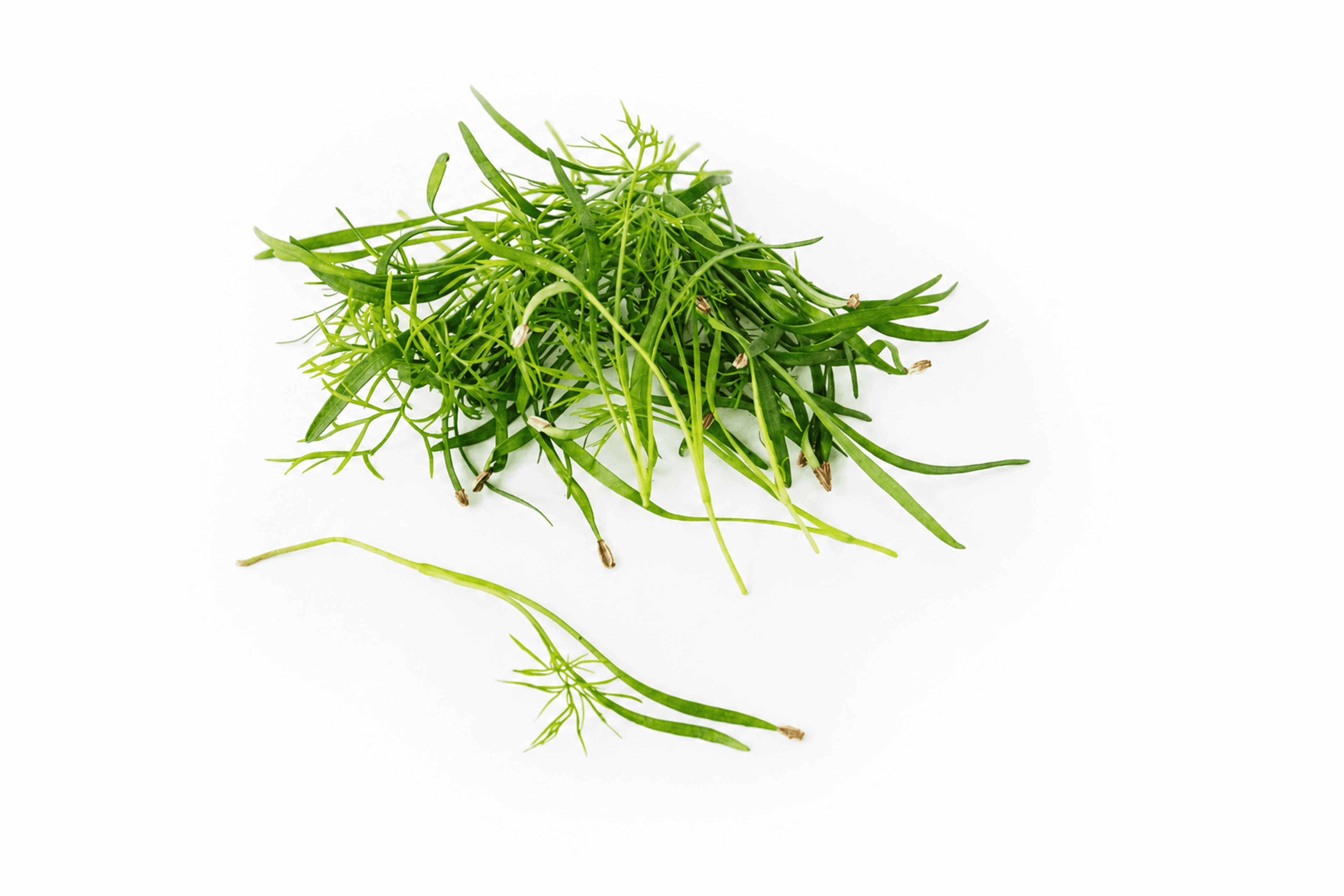 Fenchel