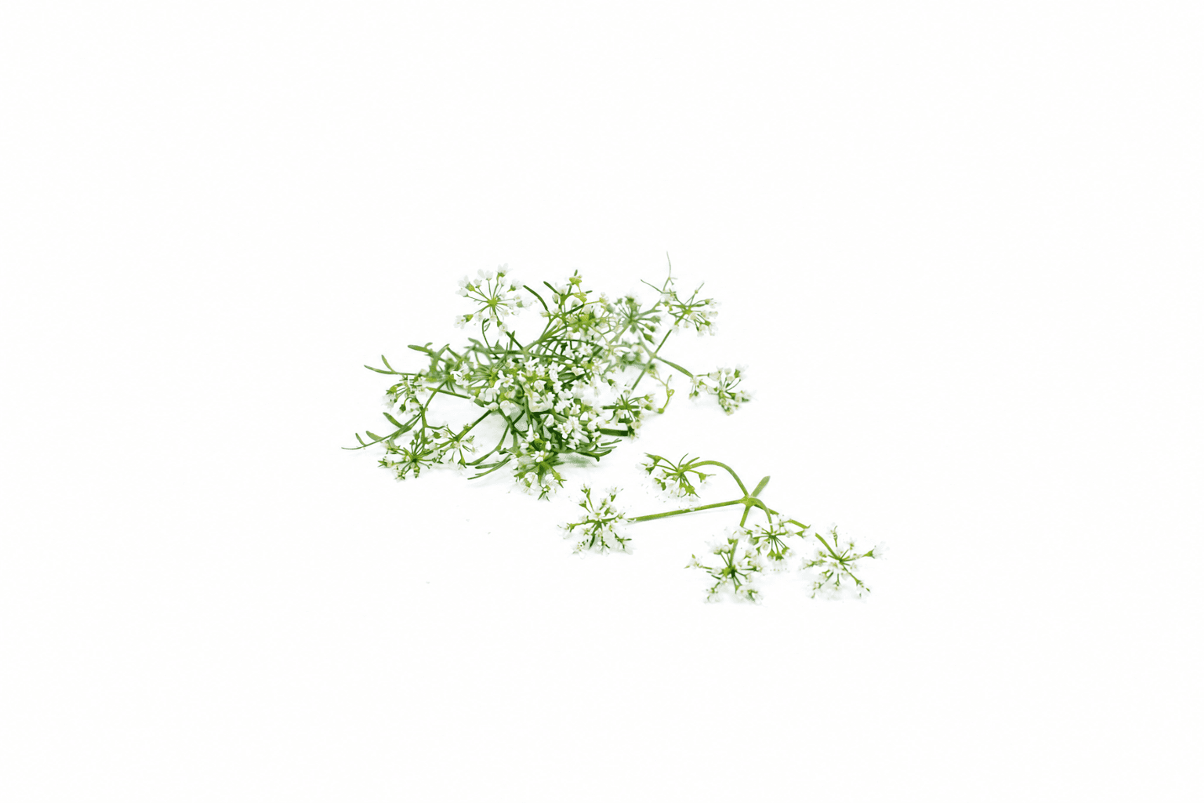 Korianderblüten