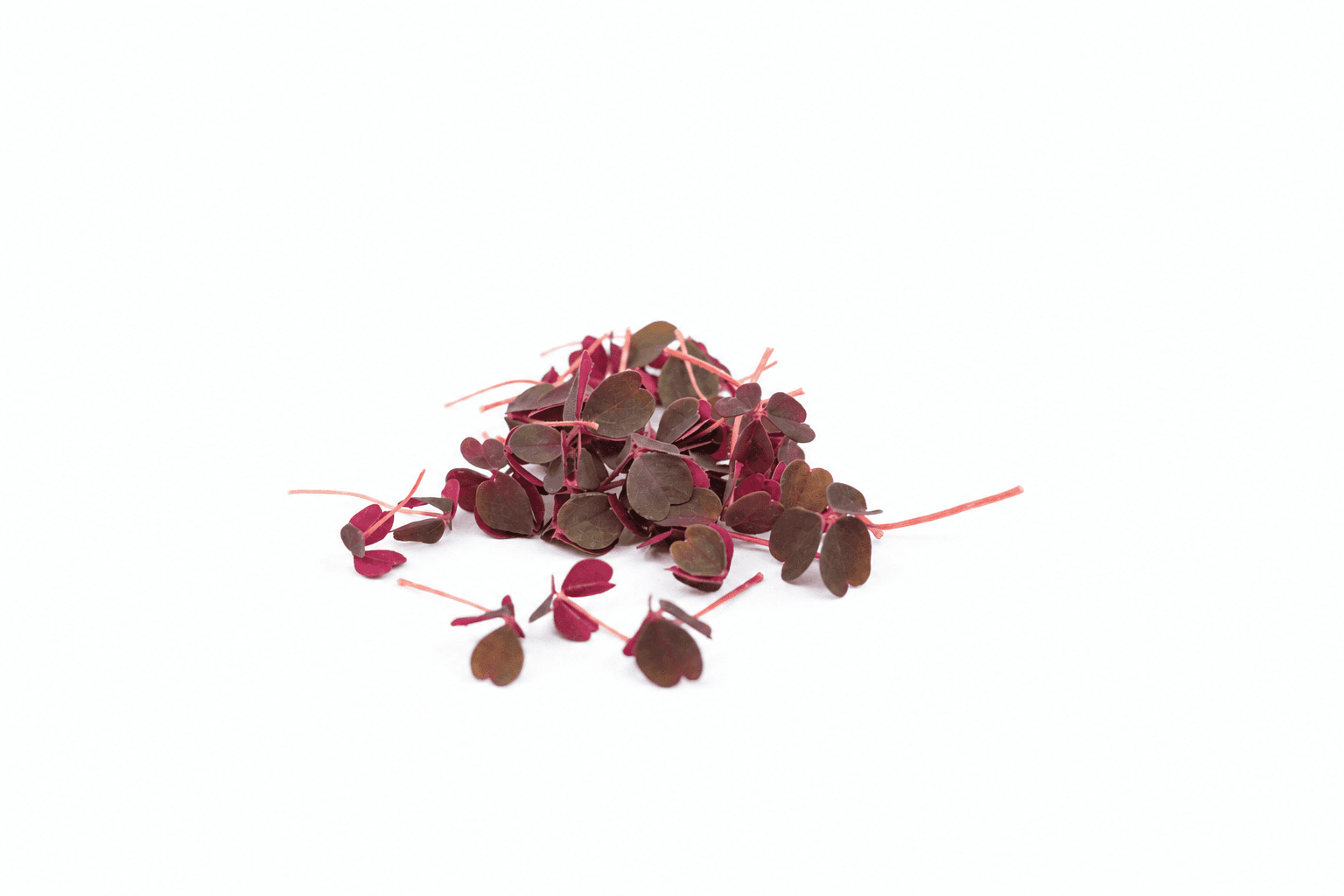 Oxalis rot