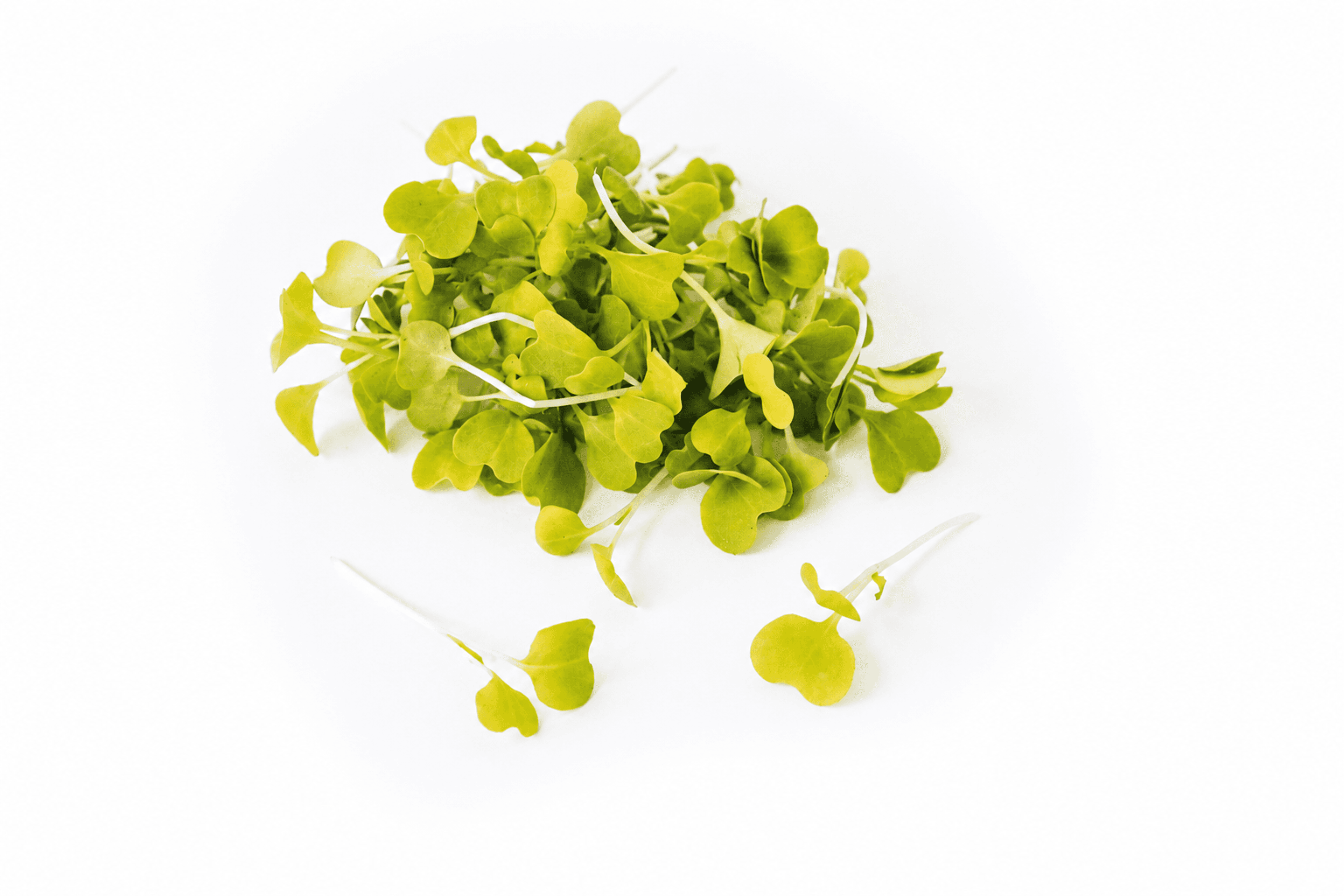 Pak Choi Gold
