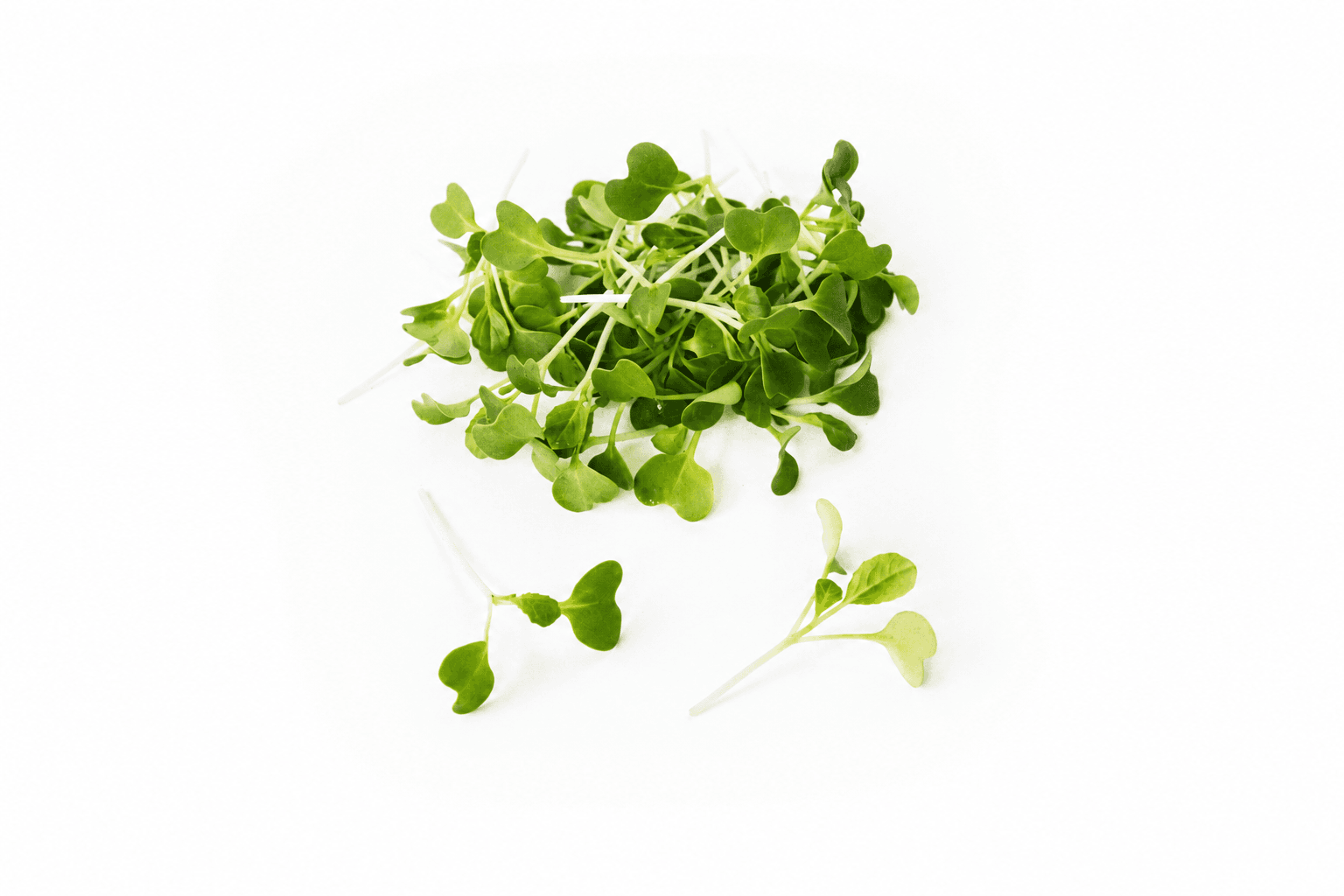Pak Choi weissstielig