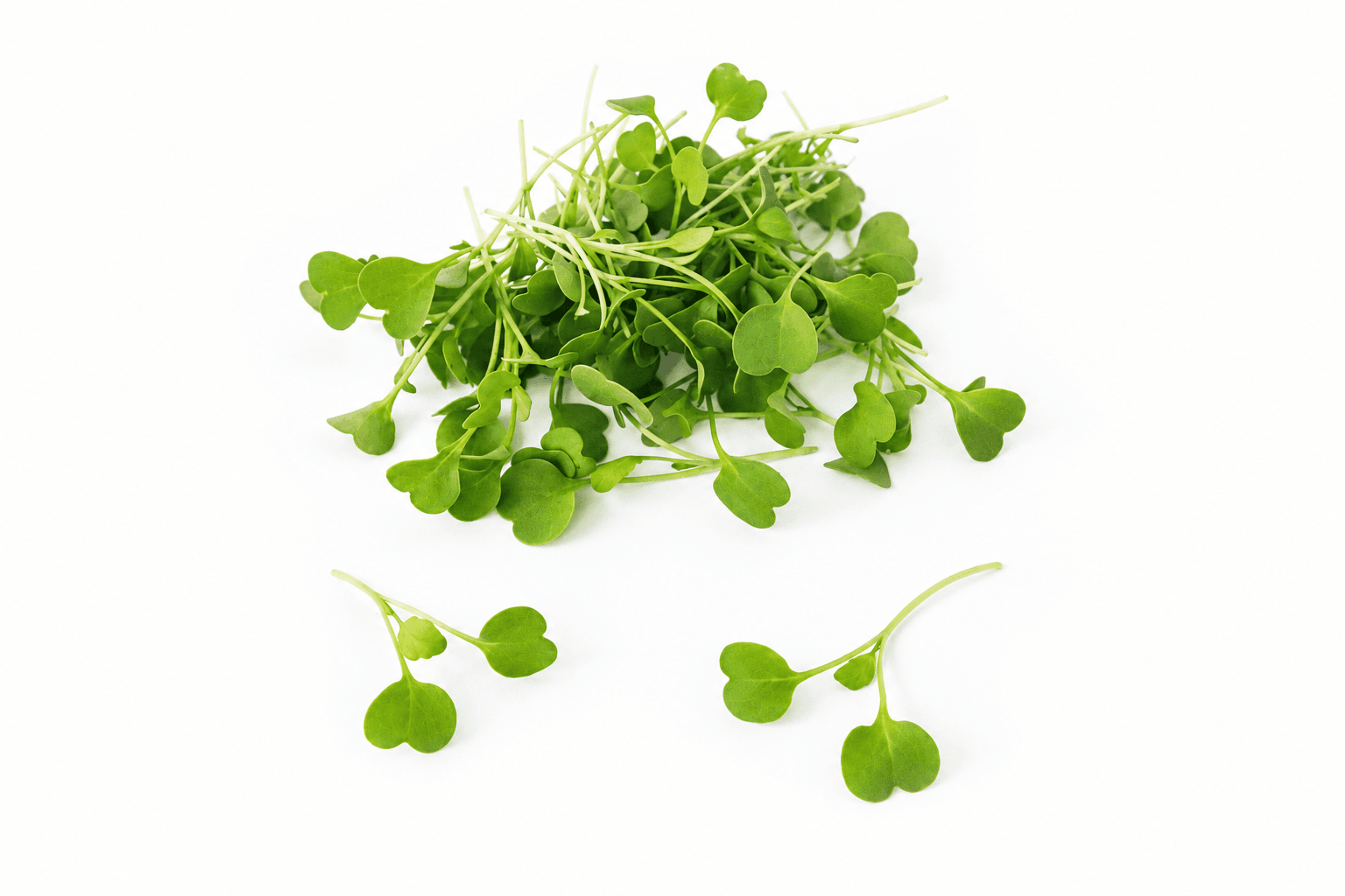 Rucola