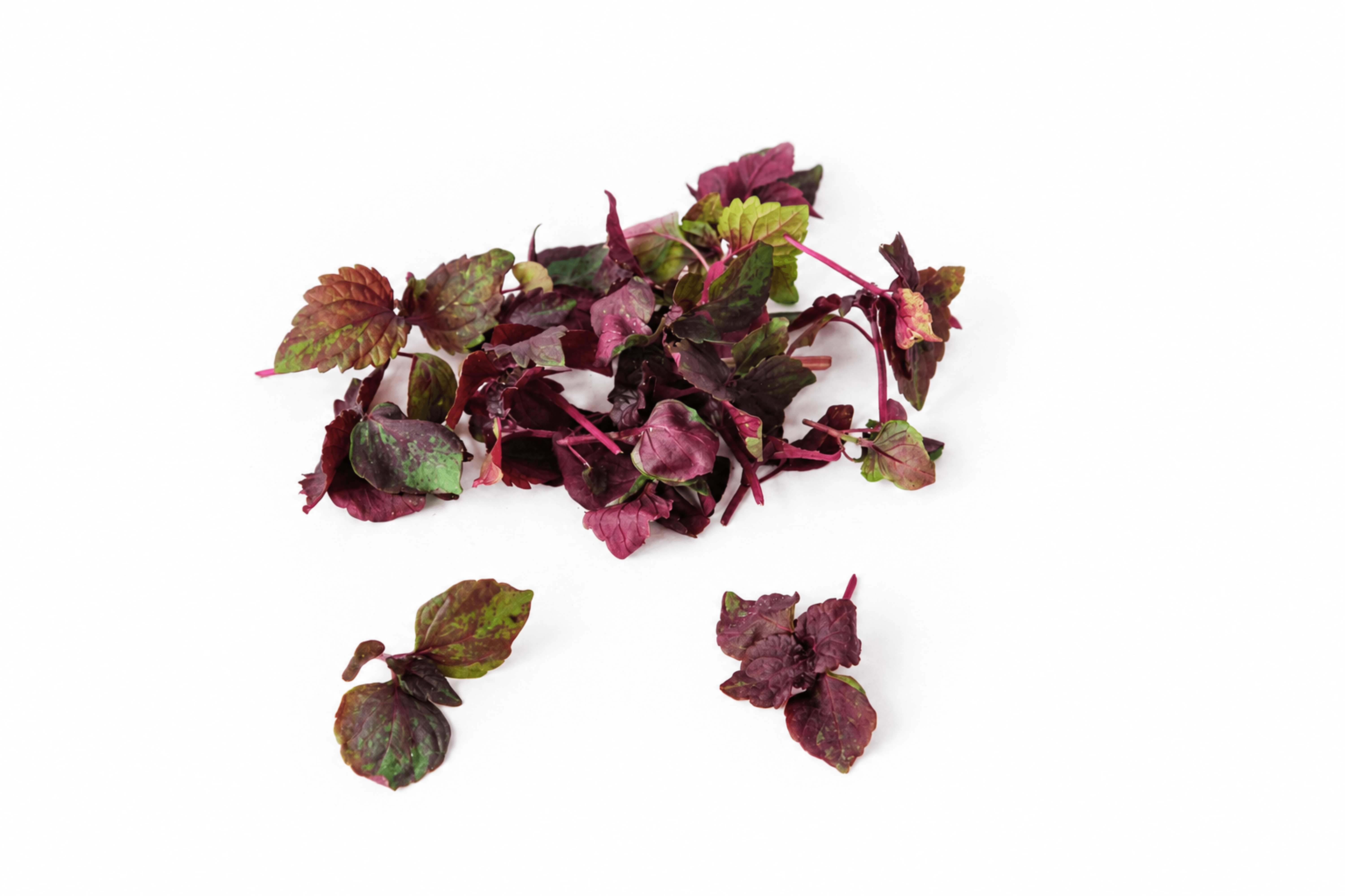 Shiso rot