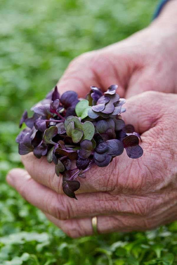 Micro Leaves in Hand
